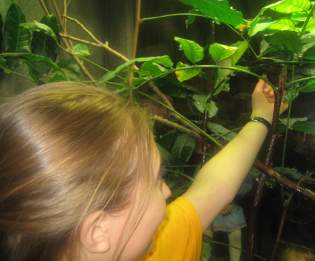 feeding-camelion.jpg